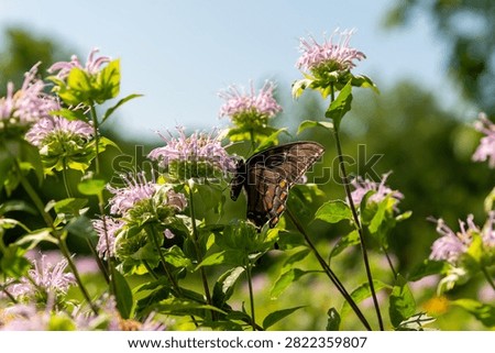 Dark morph female Eastern tiger swallowtail butterfly nectaring on a purple bee balm flower in a garden setting.