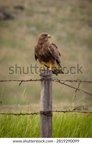 Dark morph Swainsons Hawk perched on a wooden fence post wrapped with barbed wire in open grassland