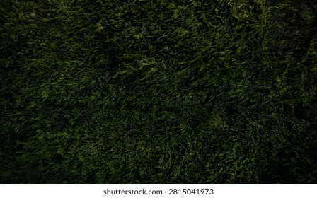 dark moss on tree trunk