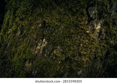 dark moss on tree trunk