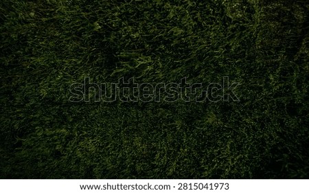 dark moss on tree trunk