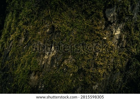 dark moss on tree trunk