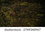 dark mossy tree trunk texture
