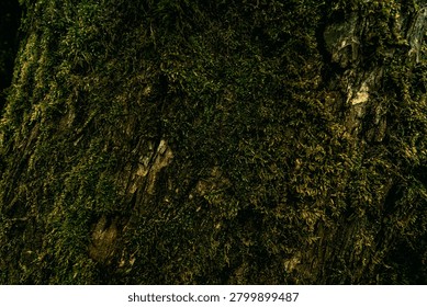 dark mossy tree trunk texture