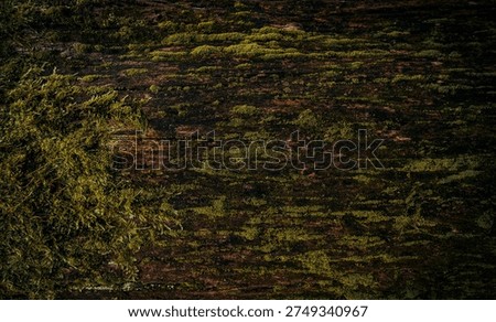 dark mossy tree trunk texture