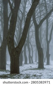 Dark mossy tree trunks standing in a cold silent park with light snow