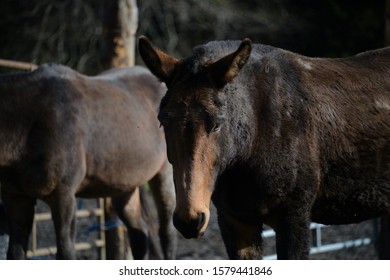 A dark mule stares down the camera.