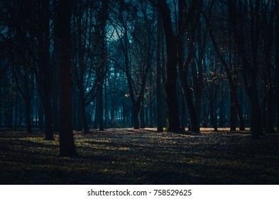 Dark mysterious forest lit by moonlight. Fantastic foggy forest in the mist