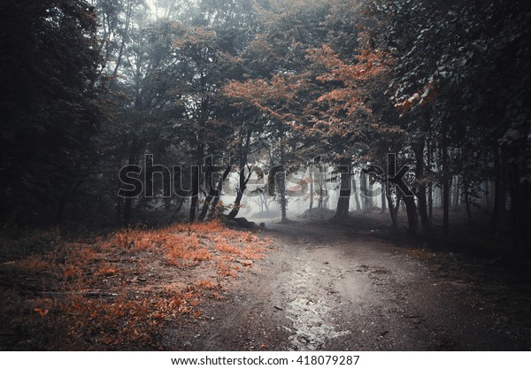 Dark Mysterious Forest Path Stock Photo Edit Now