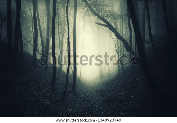 Dark Mysterious Forest Path Leading Wonderland Stock Photo Edit Now