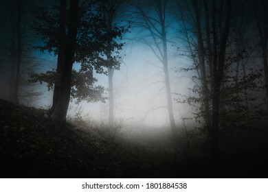 dark mysterious halloween woods in fog
