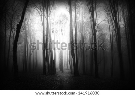 Similar – Image, Stock Photo Many shadows Tree Forest