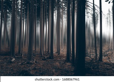 Dark mystical forest with motion blur