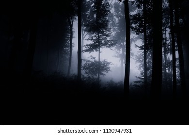 dark night forest background