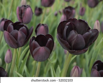 Dark night tulips