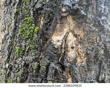 Similar – Foto Bild skull tree Farbfoto