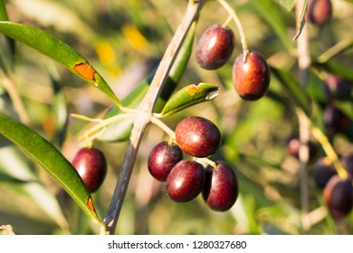 Dark olives tree detail - Shutterstock ID 1280327680