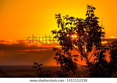 Dark orange sunset or sunrise, the rays of the sun hidden behind the clouds make their way through the silhouette of tree branches. Victory Park Ufa, Bashkortostan, Russia.