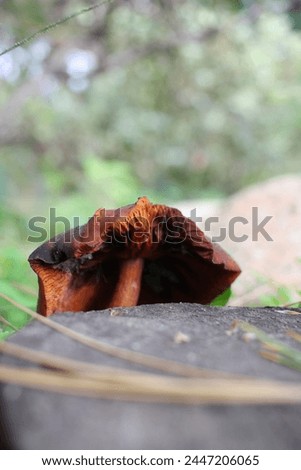 Dark orange wild mushroom growing on an old tree trunk in the woods.