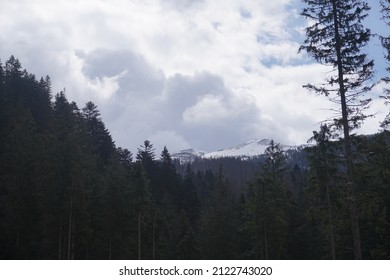 Dark Outlines Of Trees Above Snowy Mountain And White Dark Clouds, Tatra Mountains