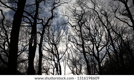 Similar – Foto Bild stille 3 Baum Winter