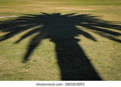 A dark palm tree shadow cast clearly across a sunlit green grass lawn field during daytime.