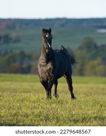 dark part morgan horse running through field with fall foliage in background vertical equine image room for type fast horse galloping in open field dark brown or black horse with white facial marking - Shutterstock ID 2279648567