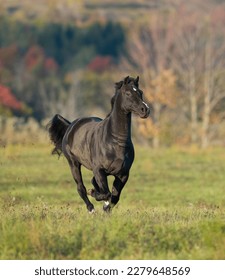 dark part morgan horse running through field with fall foliage in background vertical equine image room for type fast horse galloping in open field dark brown or black horse with white facial marking - Shutterstock ID 2279648569