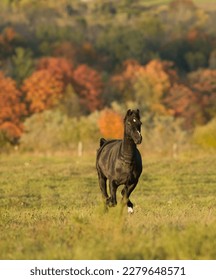 dark part morgan horse running through field with fall foliage in background vertical equine image room for type fast horse galloping in open field dark brown or black horse with white facial marking - Shutterstock ID 2279648571