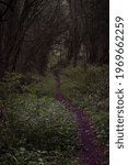 Dark path in the forest