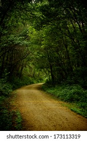 Dark Path under tree cover