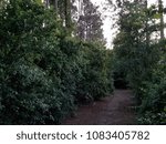 dark path in the woods