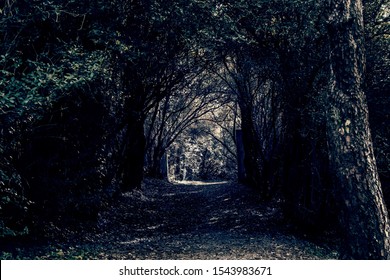 Dark path in the woods