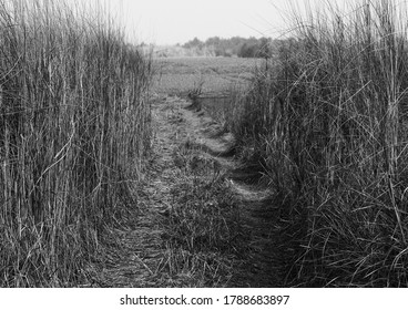 the dark pathway between the grassland