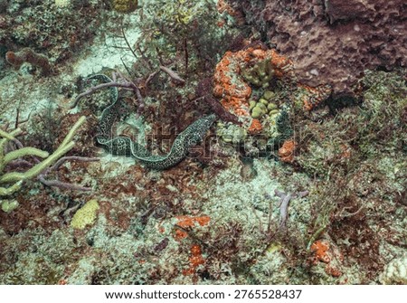 A dark, patterned moray eel, likely *Gymnothorax* species, rests among the textured, colorful coral formations on a shallow reef at the coordinates 26.73915, -79.975433333333.
