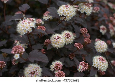 Dark Physocarpus, Grade  Diabolo