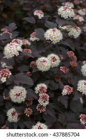 Dark Physocarpus, Grade  Diabolo