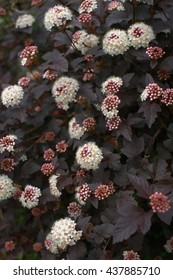 Dark Physocarpus, Grade  Diabolo