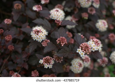 Dark Physocarpus, Grade  Diabolo