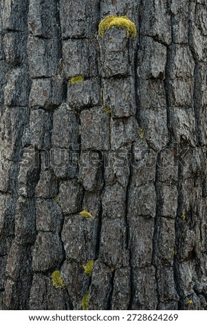 Dark Pine Bark Texture With Moss Cuboid Pattern Vertical
