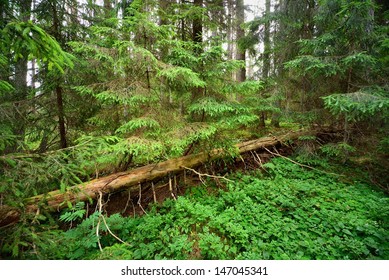 dark pine forest scene