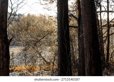 Dark pine tree trunks frame a sunlit, frosty wilderness with glistening bare branches over a distant field
