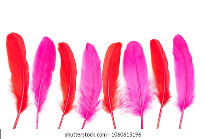 Dark pink and chili red feathers on a white background