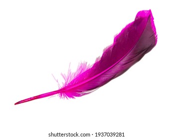 Dark Pink Feather Isolated On The White Background