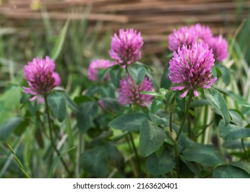 Dark pink flower. Red clover or Trifolium pratense inflorescence. Purple meadow trefoil blossom with alternate, three leaflet leaves. Wild clover