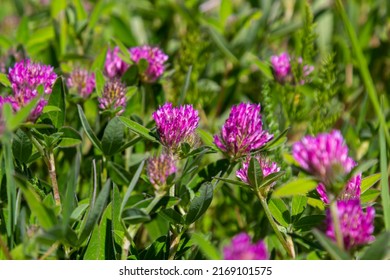 Dark pink flower. Red clover or Trifolium pratense inflorescence, close up. Purple meadow trefoil blossom with alternate, three leaflet leaves. Wild clover, flowering plant in the bean family Fabaceae
