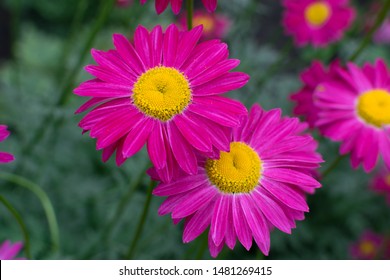 Marguerite Daisy Images Stock Photos Vectors Shutterstock