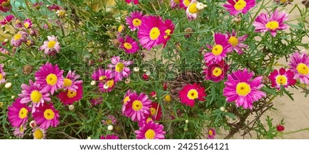 Dark pink flowers of argyranthemum, marguerite, marguerite daisy or dill daisies in the park
