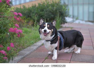 Black Corgi Imagenes Fotos De Stock Y Vectores Shutterstock