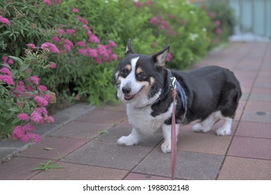 Black Corgi Imagenes Fotos De Stock Y Vectores Shutterstock